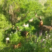 بز و بزغاله شیرازی