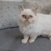 گربه پرشین  ۶ ماهه