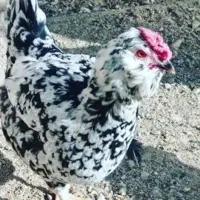 تخم مرغ نطفه دار ریشی چهل تاج نژاد کرچ شو