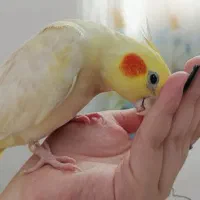 عروس هلندی گمشده محدوده مینودر|حیوانات|قزوین, |دیوار