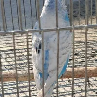 گمشده مرغ عشق