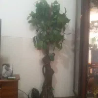 درخت مصنوعی|گل مصنوعی|مرودشت, ژیان|دیوار