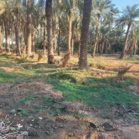 جداکردن‌پاجوش‌نخل‌وشخم‌زدن‌زمین‌باتیلر