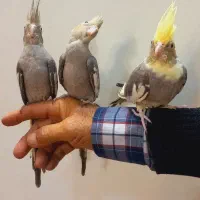 عروس هلندی دستی ابلغ و خاکستری|پرنده|مشهد, شهید قربانی|دیوار