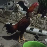 لاری|حیوانات مزرعه|مینودشت, |دیوار