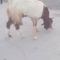 گوسفند|حیوانات مزرعه|جازموریان, |دیوار