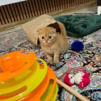 اسکاتیش فولد گلد|گربه|رشت, چله خانه|دیوار