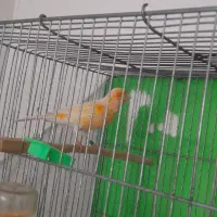 نر سرخ شلاقی|پرنده|مشهد, شهرک مهر آباد|دیوار