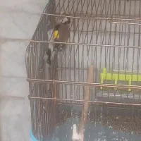 سهره نر|پرنده|خوی, |دیوار