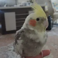 عروس هلندی سالم نر