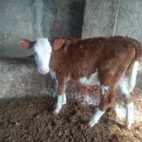 گوساله سیمینتال|حیوانات مزرعه|گنبد کاووس, |دیوار