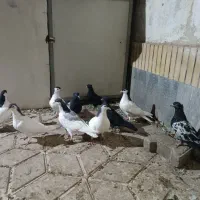 تعداد۱۰عددجوجهآمادهیجلدشدن