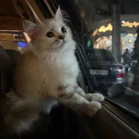 طوله بریتیش و اسکاتیش|گربه|مشهد, رسالت|دیوار