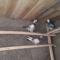 کفتر فروشی|پرنده|سامن, |دیوار