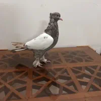 کفتر سینه ای نر