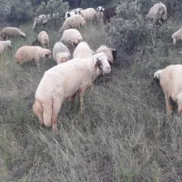 قوچ وبره|حیوانات مزرعه|کرمانشاه, |دیوار