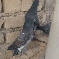 جوجه کبوتر پرشی