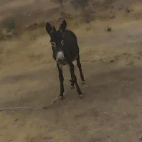 الاغ جوان و سرحال