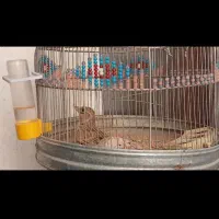 سهره خاکی|پرنده|مرودشت, مختارآباد|دیوار