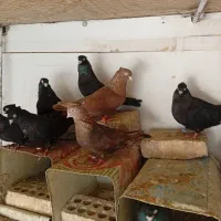 زاغ دوکت|پرنده|مبارکه, |دیوار