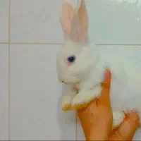 از صد تا پونصد انواع خرگوش نر و ماده|موش و خرگوش|قم, جهان بینی|دیوار