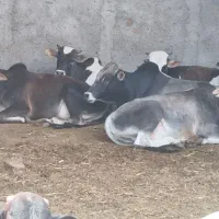 گوساله نر