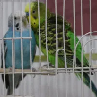 جفت مرغ عشق سالم و آماده تخم گذاری