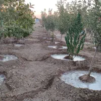 باغ میوه ۸۴۰متری