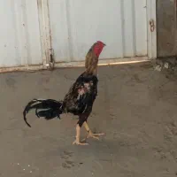 خروس لاری اصل