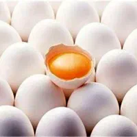پخش تخم مرغ/بلدرچین /شتر مرغ دهکده فردیس