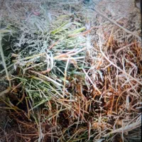 کاه یونجه پرس شده