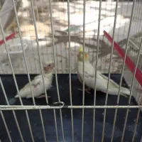 یک جفت عروس هلندی به همراه دو جوجه|پرنده|مشهد, شهرک امام سجاد|دیوار