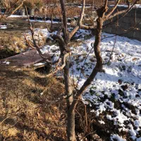 درخت میوه|خدمات باغبانی و درختکاری|شهریار, شهریار|دیوار