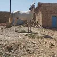 اسب نریان|اسب و تجهیزات اسبسواری|خمین, |دیوار