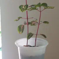 گل طبیعی|گل و گیاه طبیعی|زنجان, |دیوار