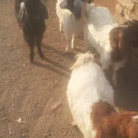 ۴عدد بزغاله فروش فوری