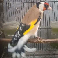سهره رسمی مست گل اروپایی