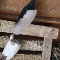 پرنده کبوتر|پرنده|تاکستان, |دیوار