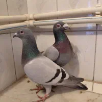 مسافتی|پرنده|اسفراین, |دیوار