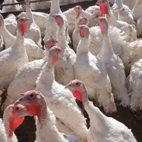 بوقلمون گوشتی بیوتی ارگانیک|حیوانات مزرعه|شاهرود, |دیوار