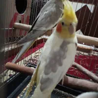جفت عروس هلندی