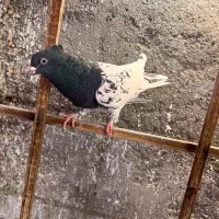 کفتر فروشی کرمونی|پرنده|مشهد, کارمندان دوم|دیوار