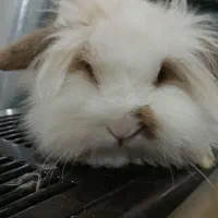 خرگوش لوپ|موش و خرگوش|اردبیل, |دیوار