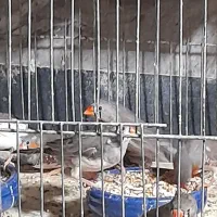 فنچ لپ قرمز