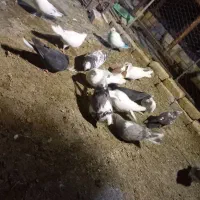 کبوتر