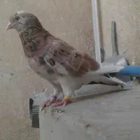 کفتر
