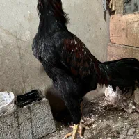 خروس ترک خالص