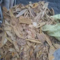 پوست خربزه خشک و خار|خوردنی و آشامیدنی|تربت جام, یحیی آباد|دیوار