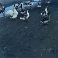 غاز فروشی|حیوانات مزرعه|آبدانان, |دیوار