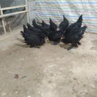 جوجه مرند سیاه|حیوانات مزرعه|تبریز, |دیوار